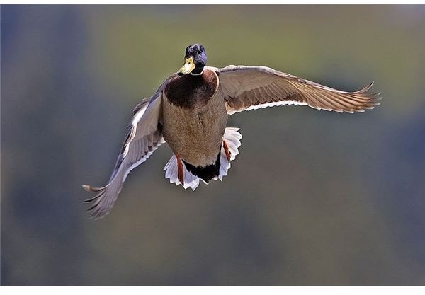 800px-Male mallard flight - natures pics