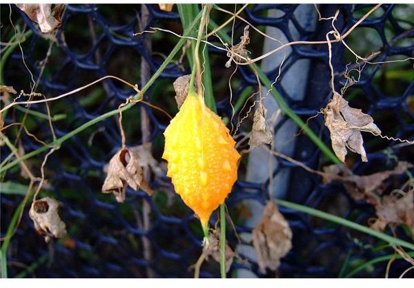 What is Bitter Gourd? Learn More About Health Benefits of Bitter Melon