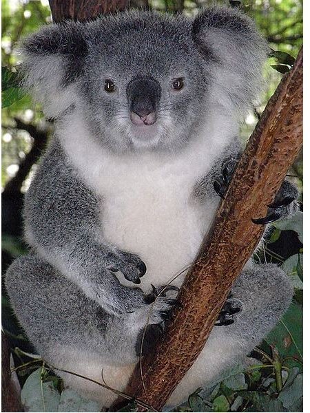 Koala Fun Facts: Interesting Information about Koalas