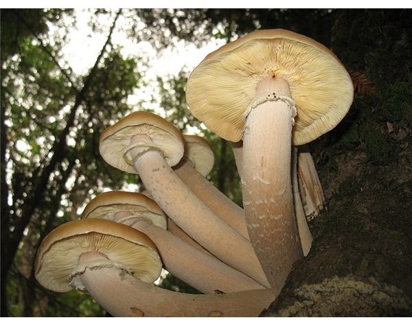 Facts about Fungi and Types of Fungus