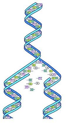 DNA Split