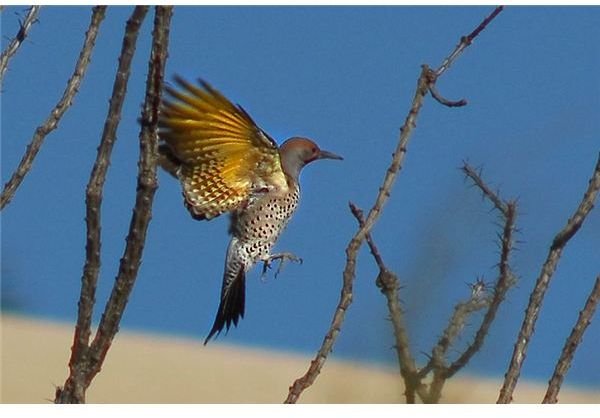 A bird landing