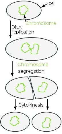 What Happens During Cytokinesis: Prokaryotes and Eukaryotes