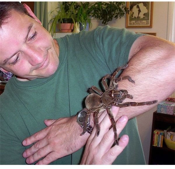 Goliath Birdeater Tarantula - The Largest Spider in the World