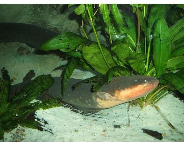 Electric Eel Quick Facts: Find Information on their Electric Organs, Diet, & More